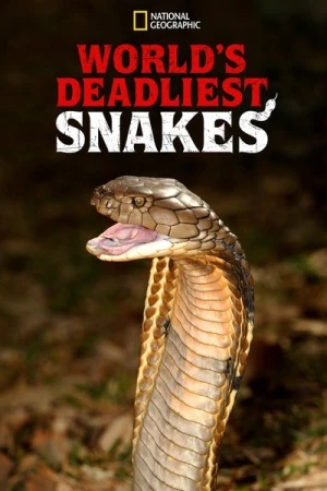  Le Serpent - Saison 1 affiche 